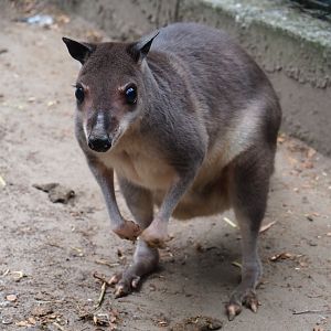 White-striped dorcopsis (Dorcopsis hageni), 2019-05-25