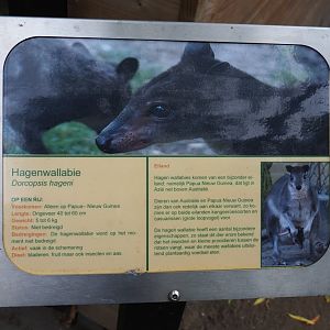 Sign white-striped dorcopsis, 2019-05-25