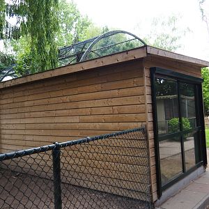 White-striped dorcopsis barn, 2019-05-25