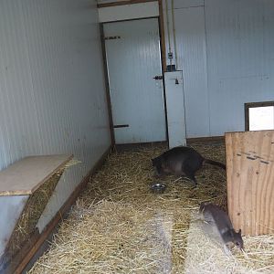 White-striped dorcopsis indoor housing, 2019-05-25