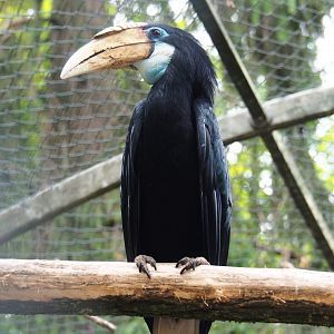 Female Papuan wreathed hornbill (Rhyticeros plicatus), 2019-05-25