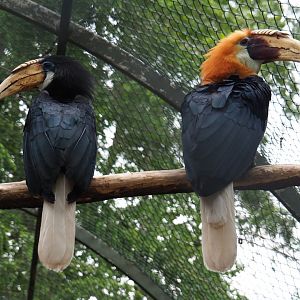 Papuan wreathed hornbill pair (Rhyticeros plicatus), 2019-05-25