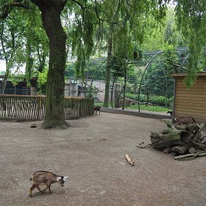 Petting zoo paddock with pygmy goats, chickens and crowned cranes, 2019-05-25