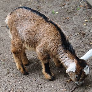 Pygmy goat kid (Capra aegagrus hircus), 2019-05-25