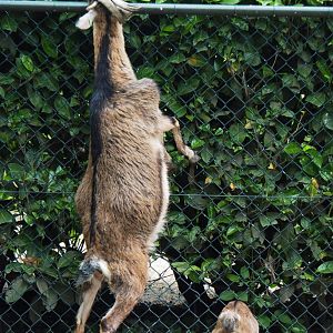 Pygmy goats (Capra aegagrus hircus), 2019-05-25