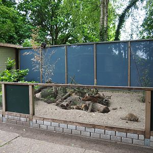 Banded mongoose exhibit, 2019-05-25