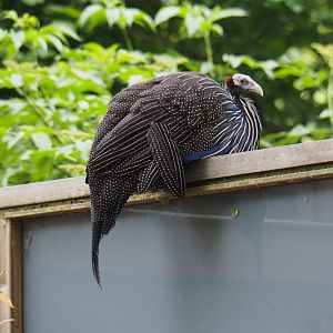 Escaped Vulturine guineafowl (Acryllium vulturinum), 2019-05-25