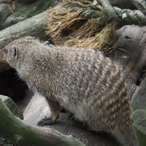 Banded mongoose (Mungos mungo), 2019-05-25