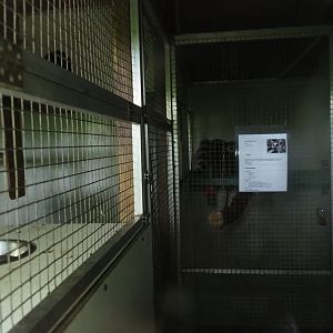 Indoor housing ring-tailed lemurs, 2019-05-25