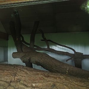 Indoor housing red-collared lorikeets, 2019-05-25