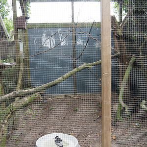 Red-collared lorikeet and blacksmith plover aviary, 2019-05-25
