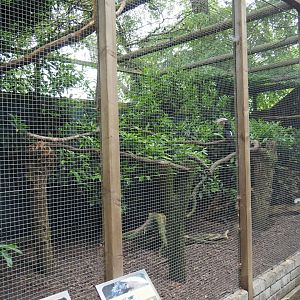 Silvery-cheeked hornbill and vulturine guineafowl aviary, 2019-05-25