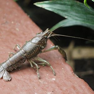 American freshwater crayfish