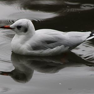 Black-headed gull - juvenile
