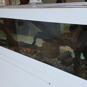 Enclosure Lake Patzcuaro salamander