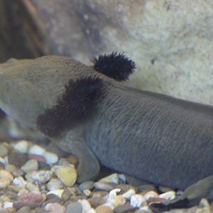 Lake Patzcuaro salamander - Ambystoma dumerilii