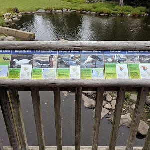 Bison/Waterfowl Exhibit
