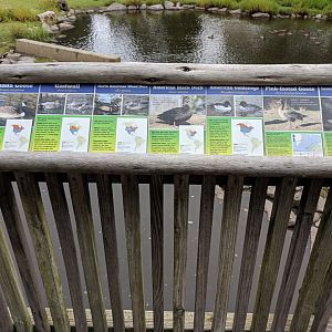 Bison/Waterfowl Exhibit