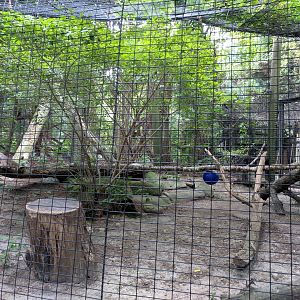 Lynx Exhibit