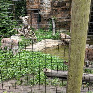 Cougar Exhibit