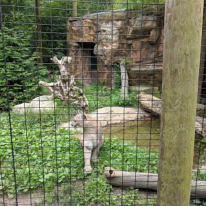 Cougar Exhibit