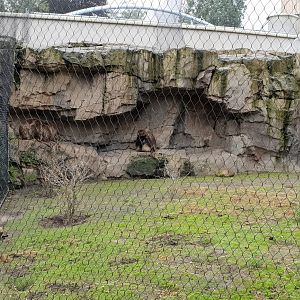 Geladas taking shelter for the rain