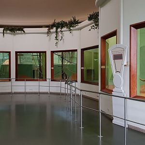 Gorilla indoor-enclosures