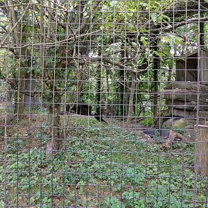 Eagle/Vulture Exhibit