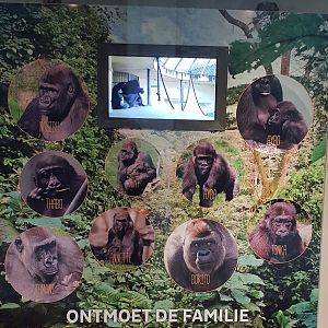 Rotterdams Gorilla's