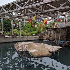 Harbor Seal Exhibit