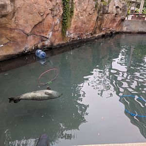 Harbor Seal Exhibit