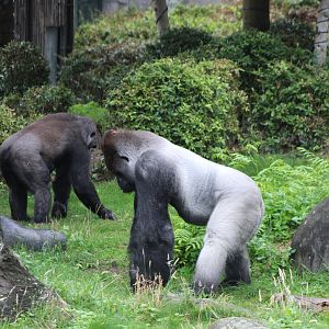 Bokito and another Gorilla