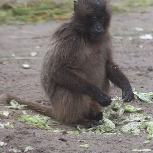 Juvenile Gelada