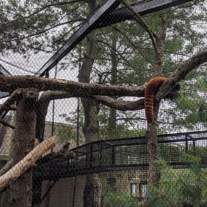 Red Panda Exhibit