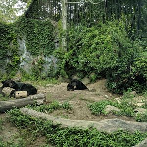 Black Bear Exhibit