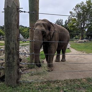 Asian Elephants