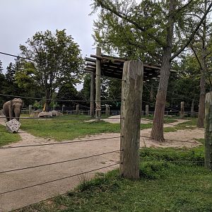 Asian Elephants