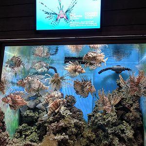 Lion Fish Exhibit