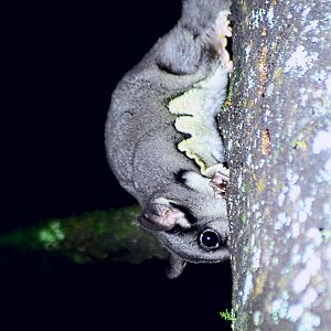 Sugar Glider - Petaurus breviceps breviceps
