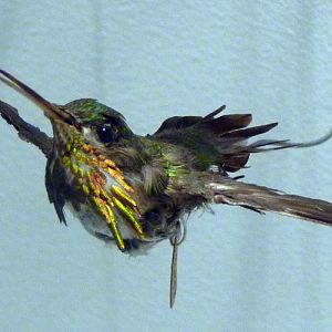 Unknown hummingbird, please help ID!