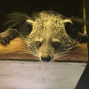 Cambodian/Indochinese binturong (Arctictis binturong albifrons)