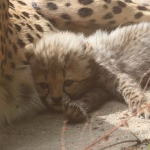 1 of 6 Cheetah cubs