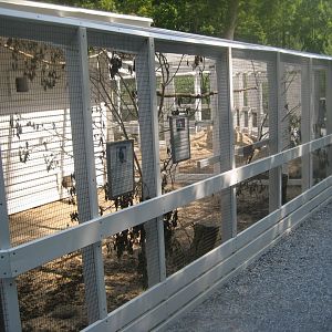 Skyttehushaven - Example of mixed parrot aviary