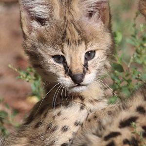 Serval cub