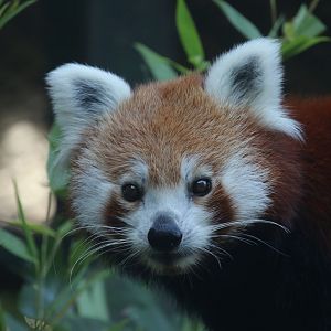 Red panda