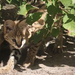 Serval cub
