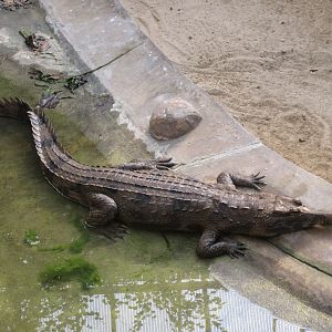 Crocodile House - False Gavial