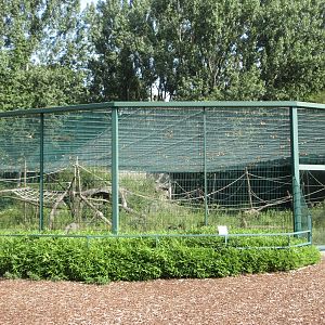 Barbary Macaque Exhibit (bachelor group)