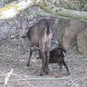 Tufted Deer