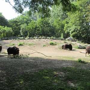 Musk Ox Exhibit